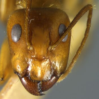 Media type: image; Entomology 21466   Aspect: head frontal view